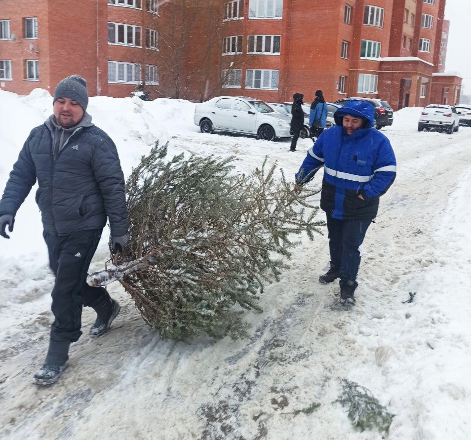 Три площадки для утилизации елок откроют в Егорьевске