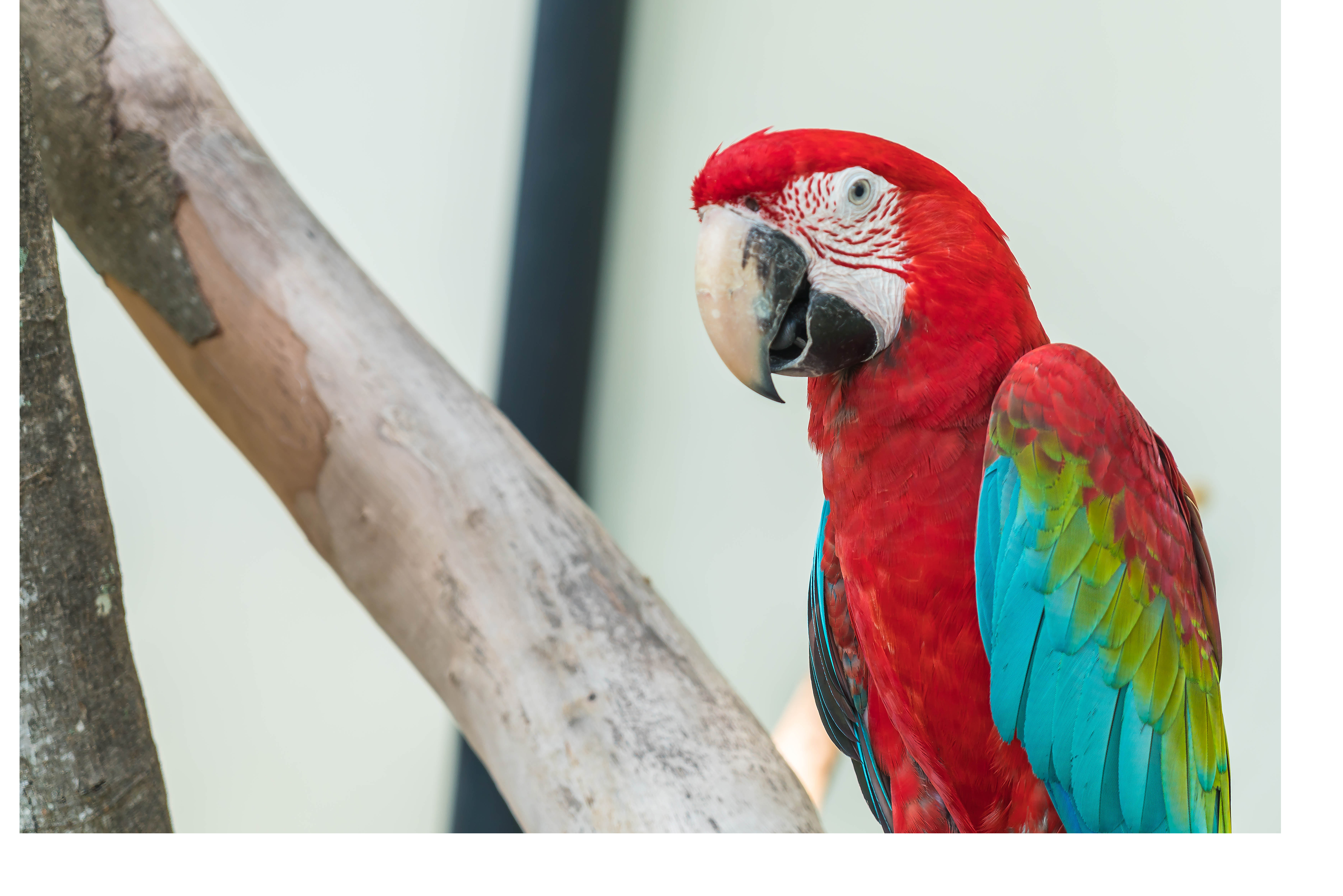 В Королеве попугай научился включать свет с помощью умной колонки