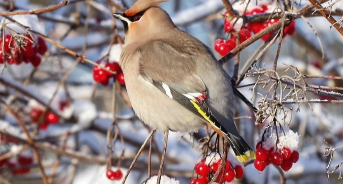«Могут не вынести заморозков»: в Минэкологии рассказали, как помочь птицам зимой