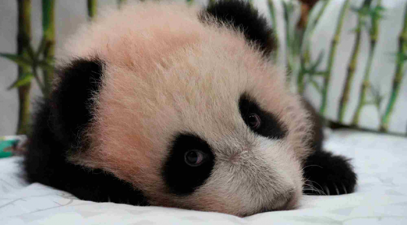 У маленькой панды из Московского зоопарка появилось имя