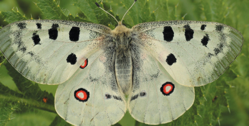 В этом году в Люберецком округе планируются поиски редчайшей бабочки