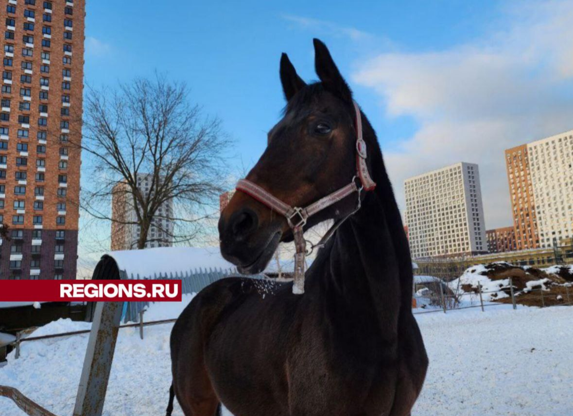 Люберецкий конно-спортивный клуб переезжает в поселок Овражки