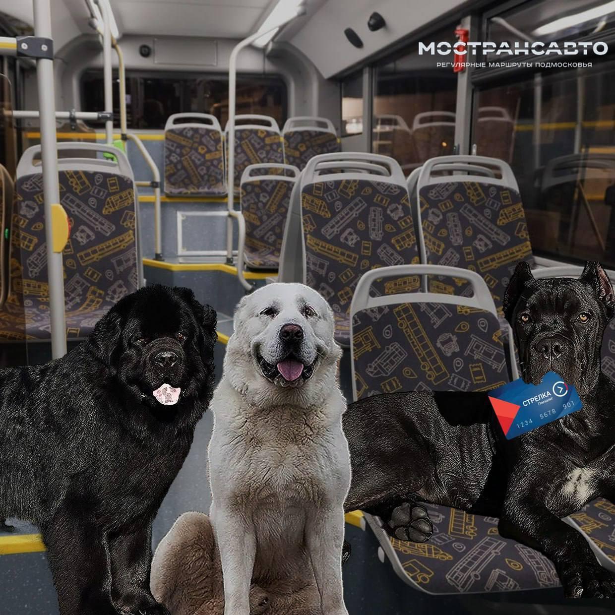 В автобусах «Мострансавто» с начала года прокатились 10 собак