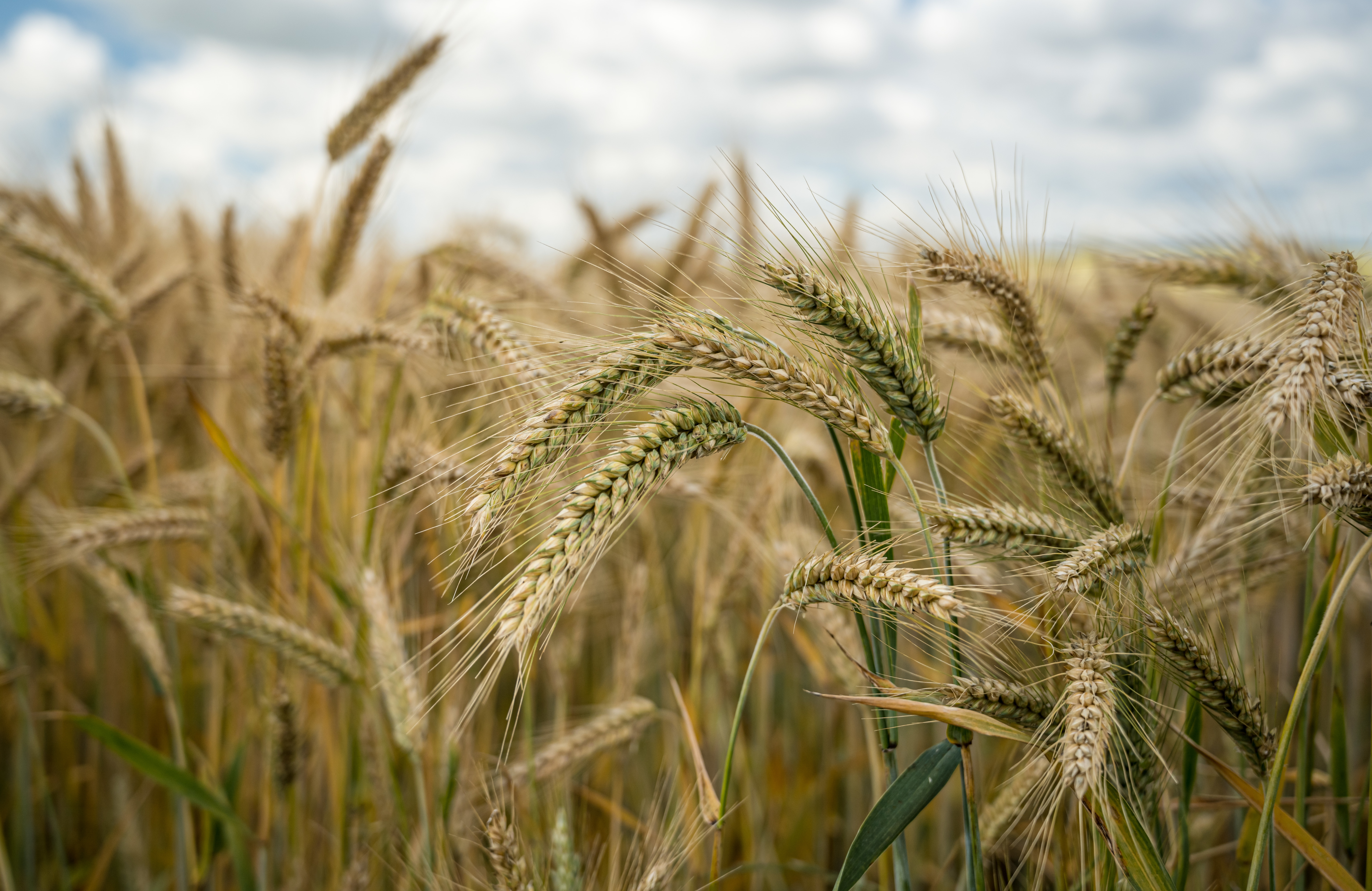 Щелковские аграрии вывели новый сорт озимой пшеницы