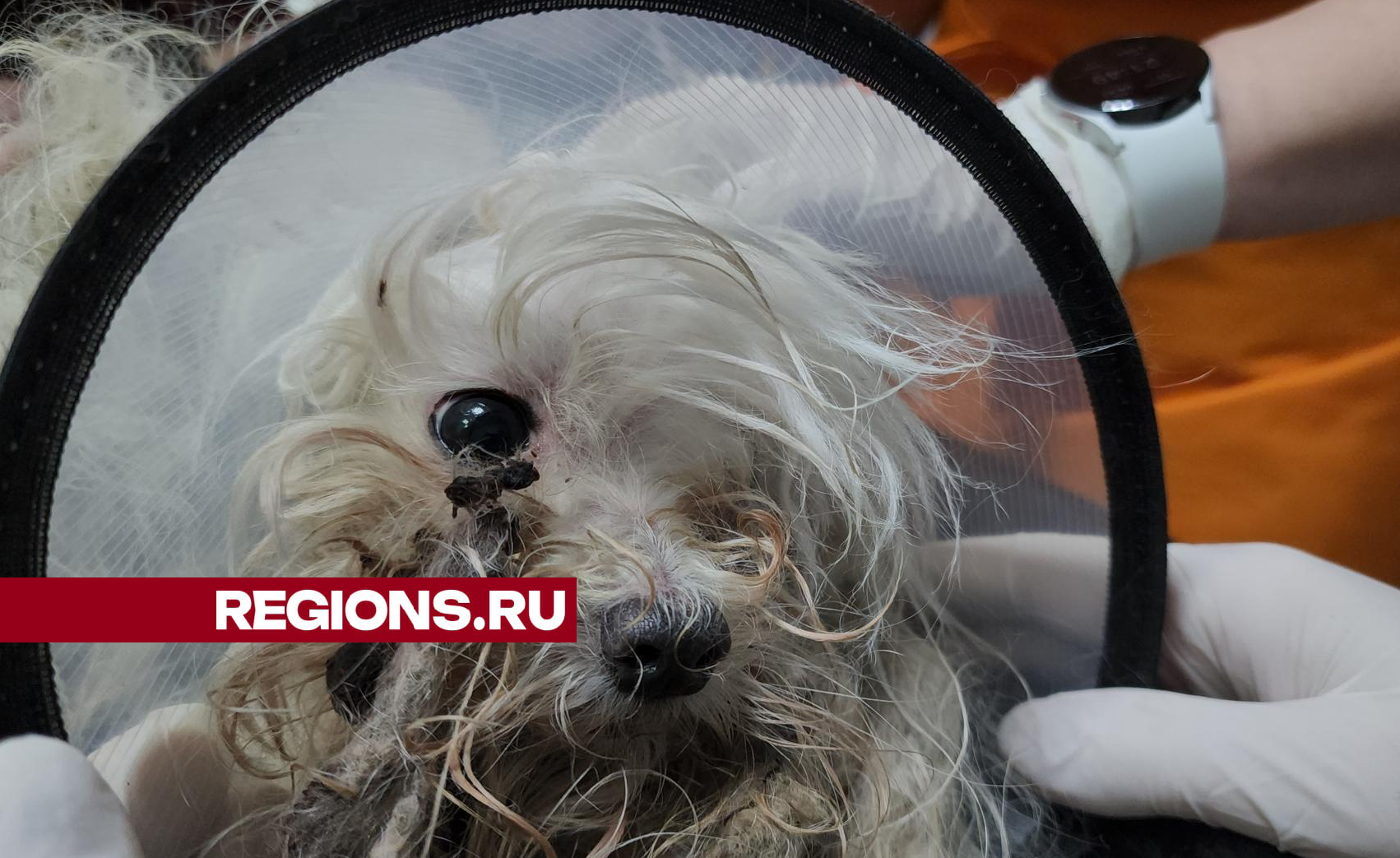 Несладкая жизнь Сахарка: в Подольске спасли пса, который провел в лесу полтора года