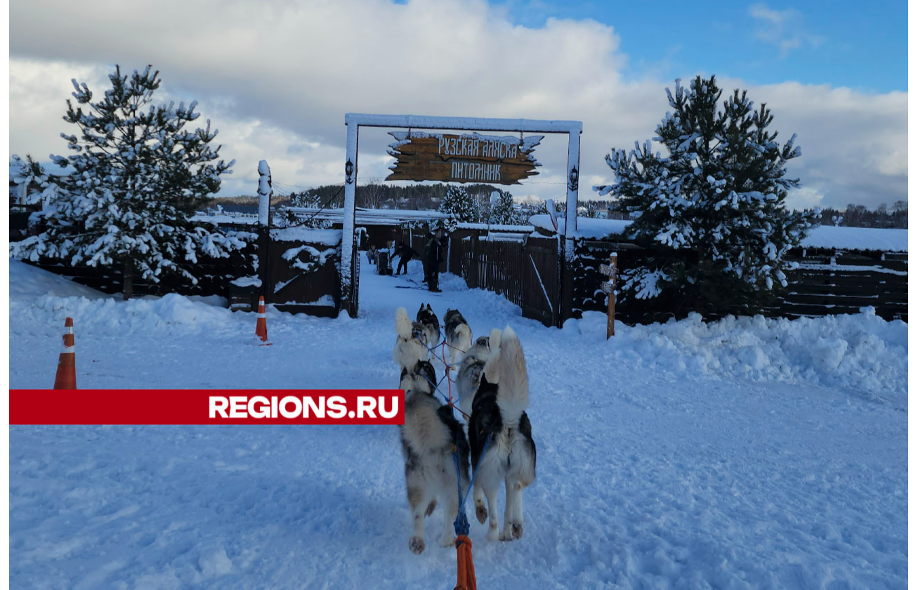 Прокатиться на собачьей упряжке и погулять с дружелюбными маламутами предлагают в хаски-деревне «Рузская Аляска»