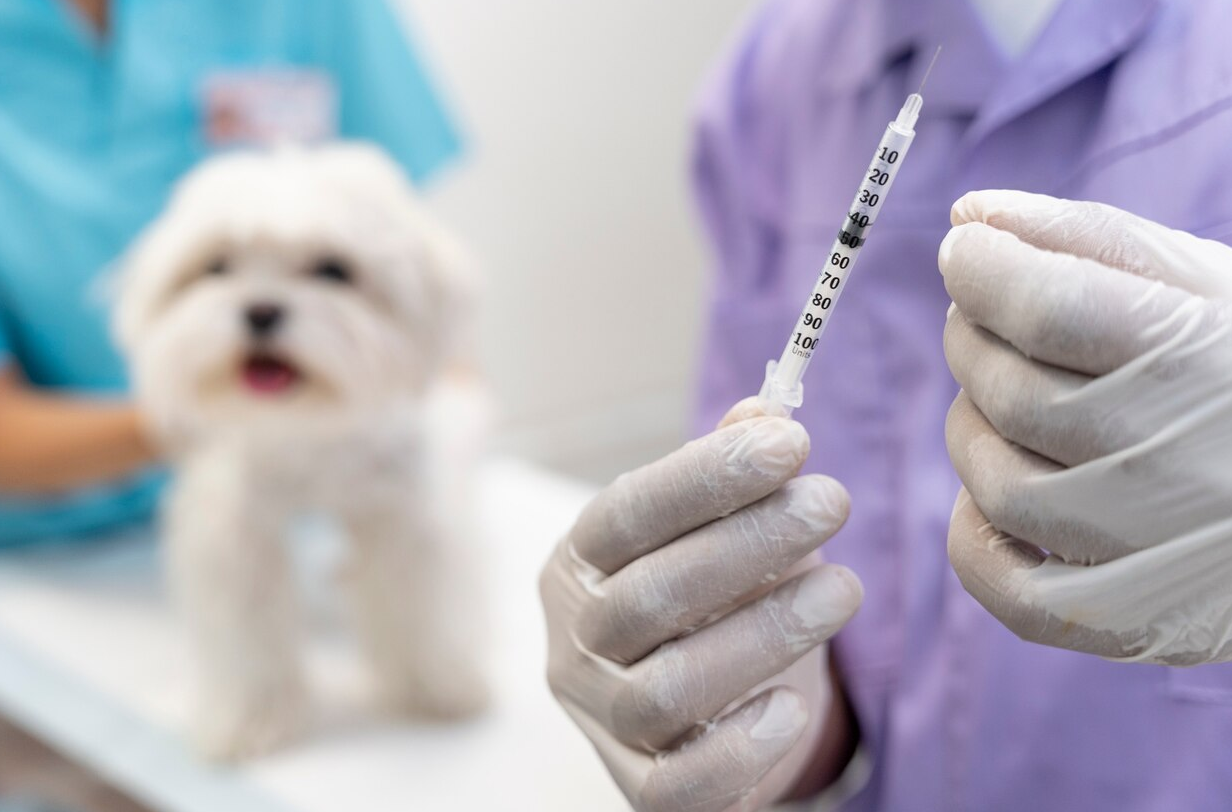 Люберчане могут бесплатно вакцинировать своих питомцев от бешенства