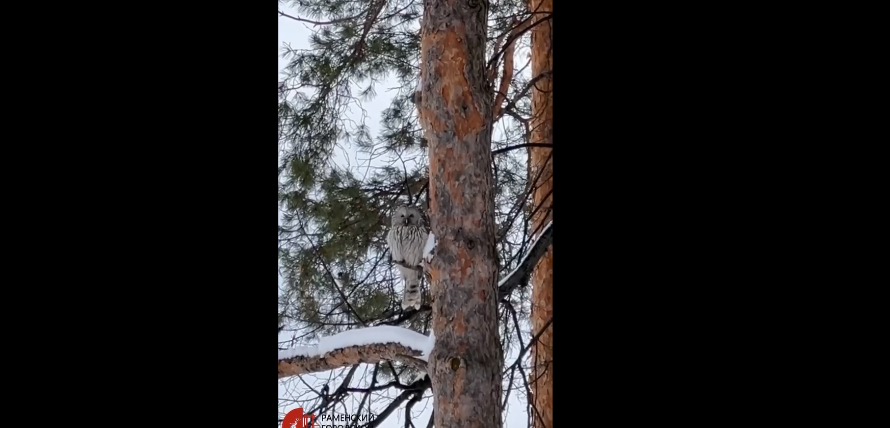 Краснокнижная длиннохвостая неясыть замечена в Раменском парке