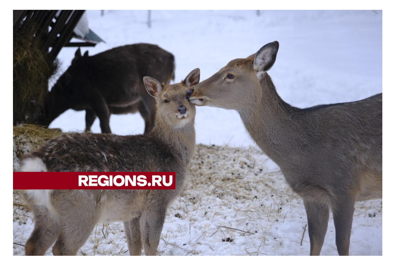 Редкие пятнистые олени в зооцентре под Серпуховым ждут пополнения в семействе