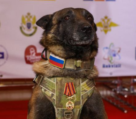 Овчарка из Балашихи признана «Лучшей служебной собакой»
