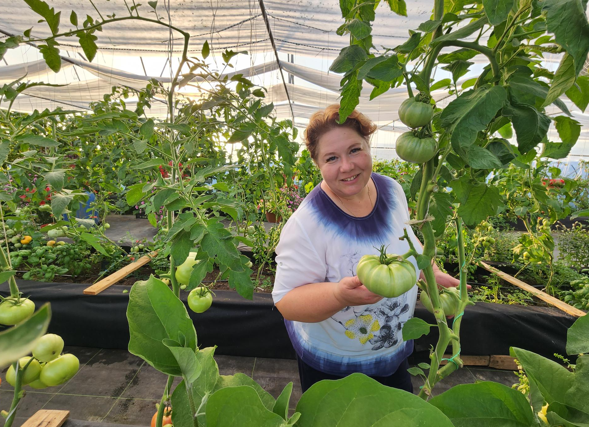 Фермеры из Звенигорода вырастят ранние помидоры и огурцы