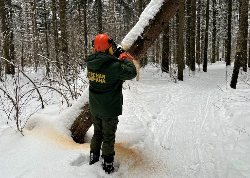 В Опалиховском лесопарке расчистили тропинки и лыжню
