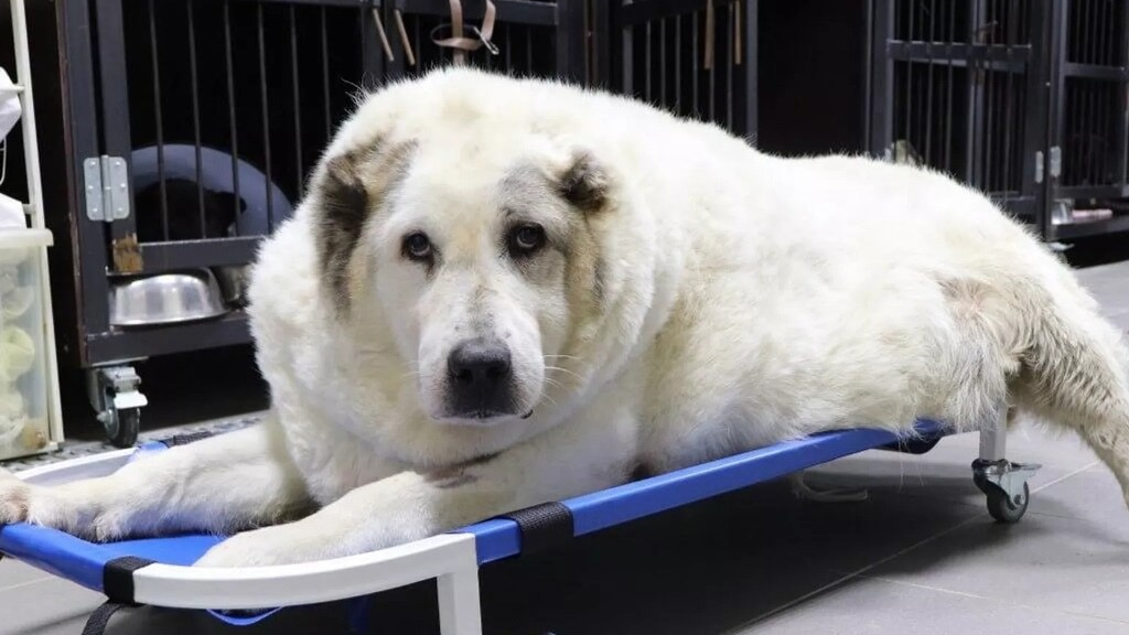 Жители Химок собрали более 20 килограммов специального корма и медикаментов для пса Кругетса, который страдает ожирением