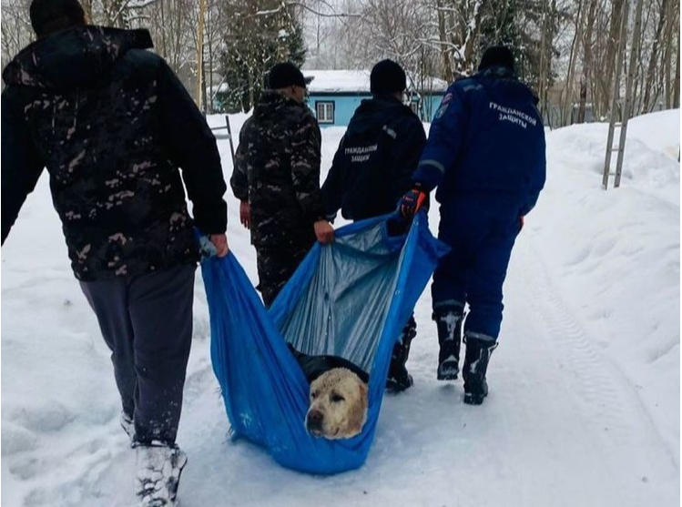 Сотрудники МЧС спасли огромного алабая, угодившего в котлован