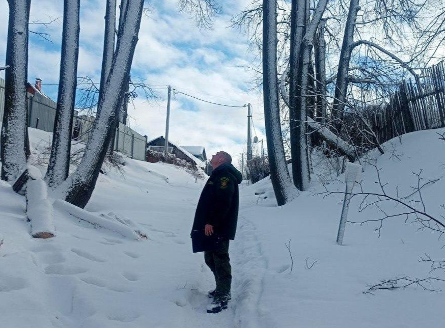 Аварийные деревья выявили лесничие у монастырских прудов в селе Новый Быт