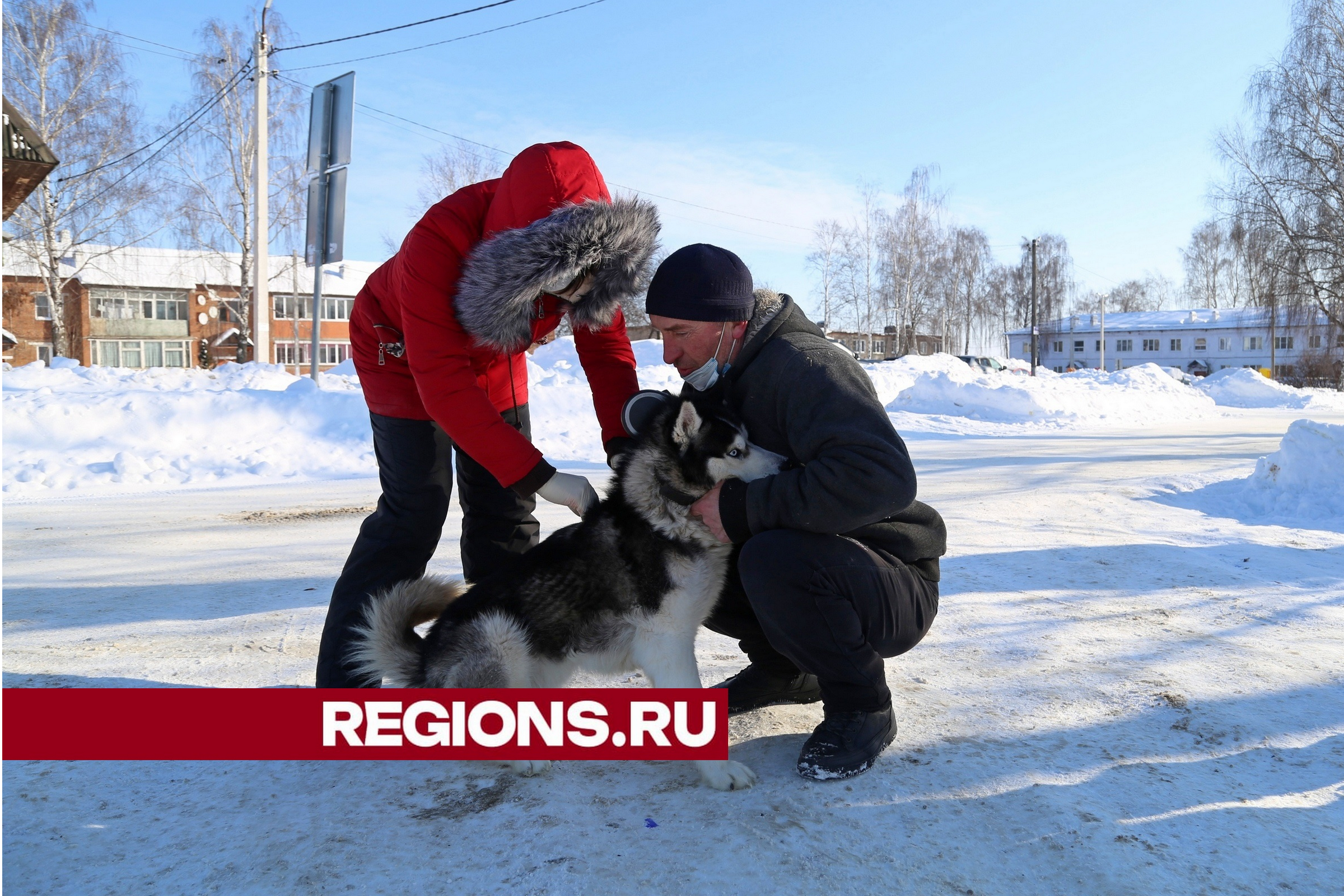 Бесплатно привить кошек и собак от бешенства в выходные могут жители  поселка Врачово-Горки и деревни Солчино | REGIONS.RU / Луховицы