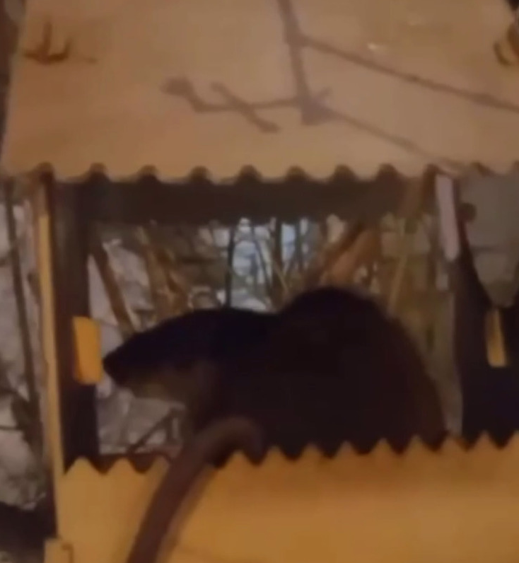Подмосковные крысы выгнали из кормушек птиц: пернатые ищут еду на земле