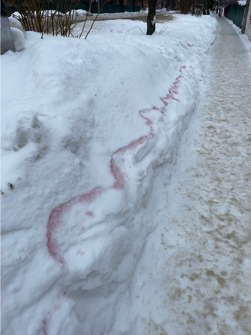 Владельцы собак обеспокоены появлением «розового снега» в Зарайске