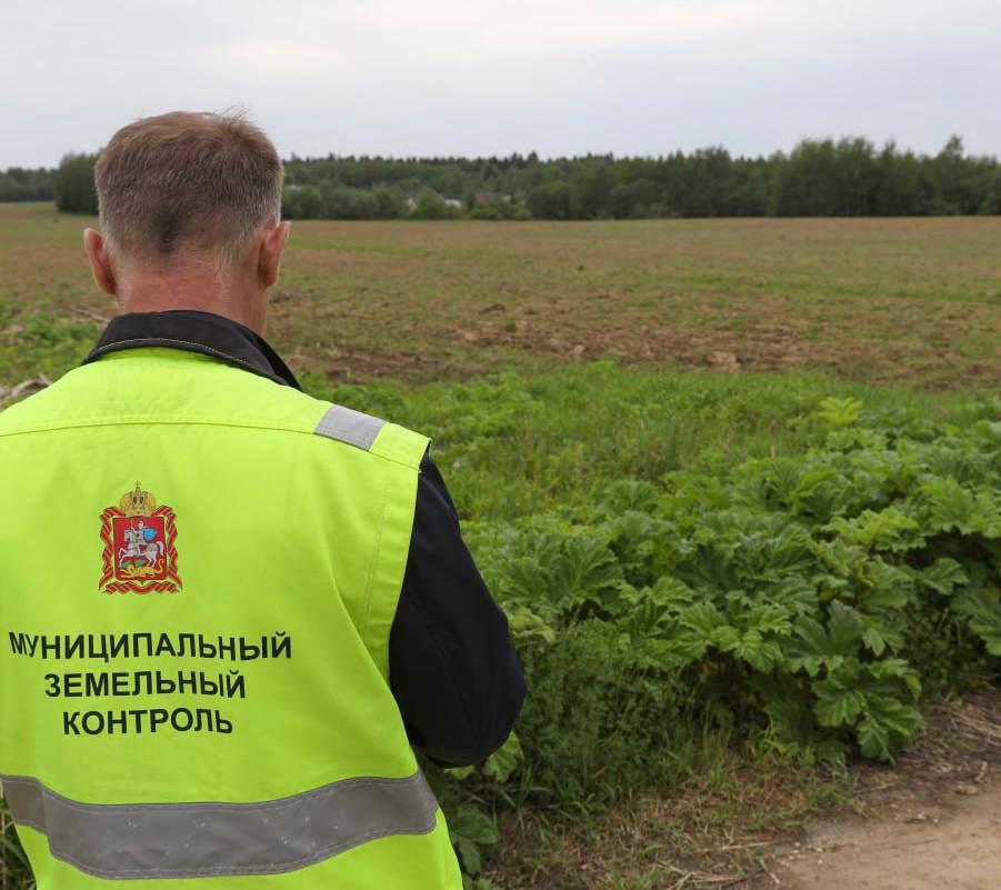 Свыше восьмисот очагов разрастания борщевика Сосновского планируют уничтожить в Дмитровском округе