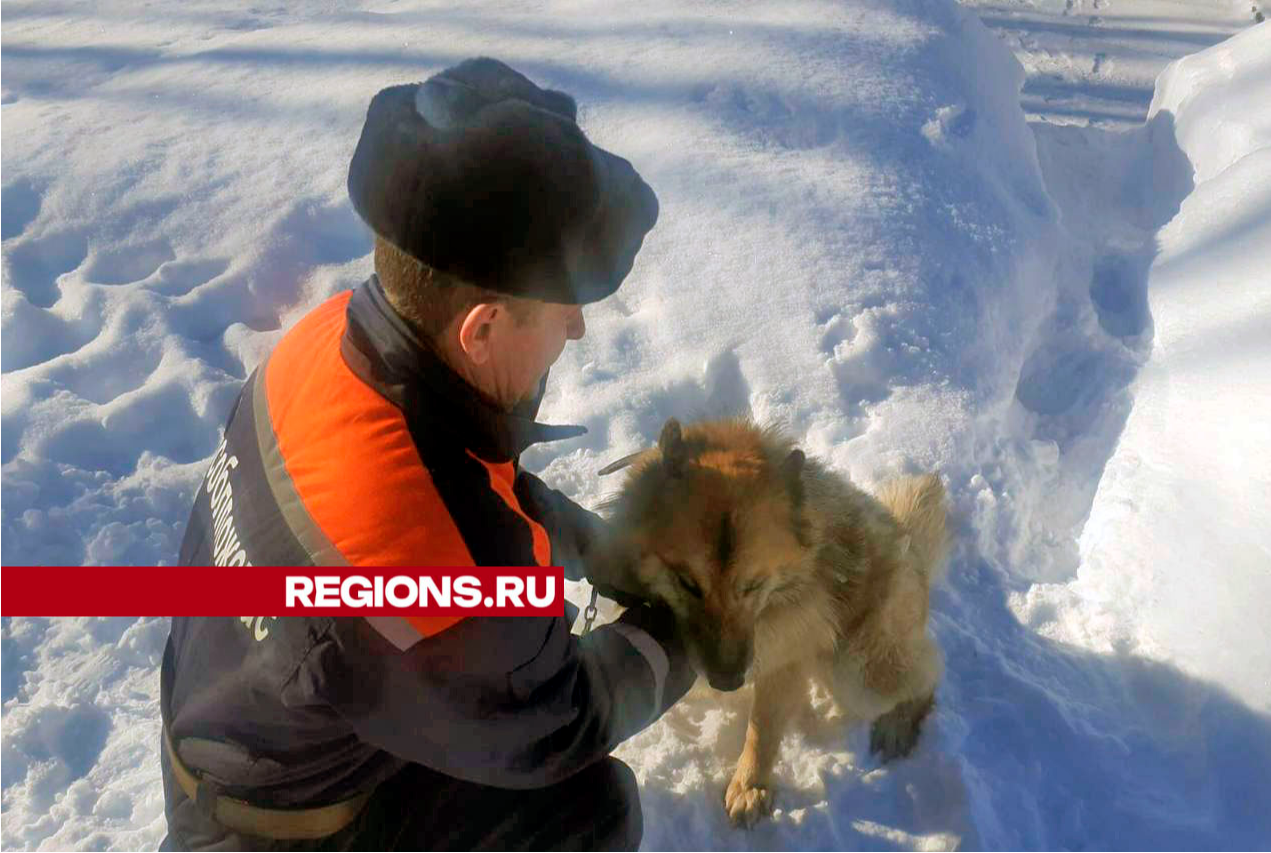 Спасатели вытащили собаку из заброшенного колодца в поселке Строитель