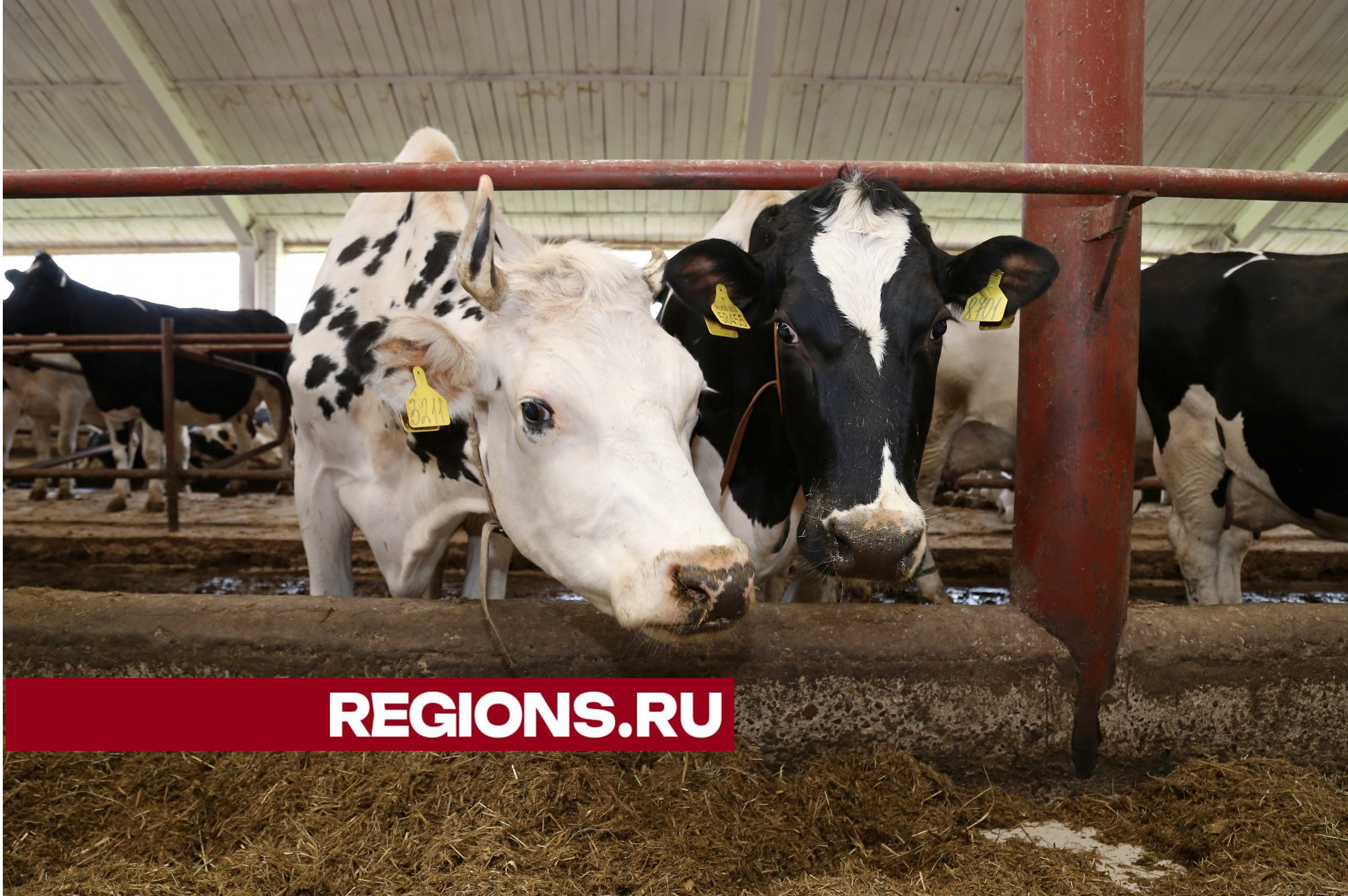 Луховицкий племзавод «Пойма» вошел в число лидеров по производству молока в Московской области
