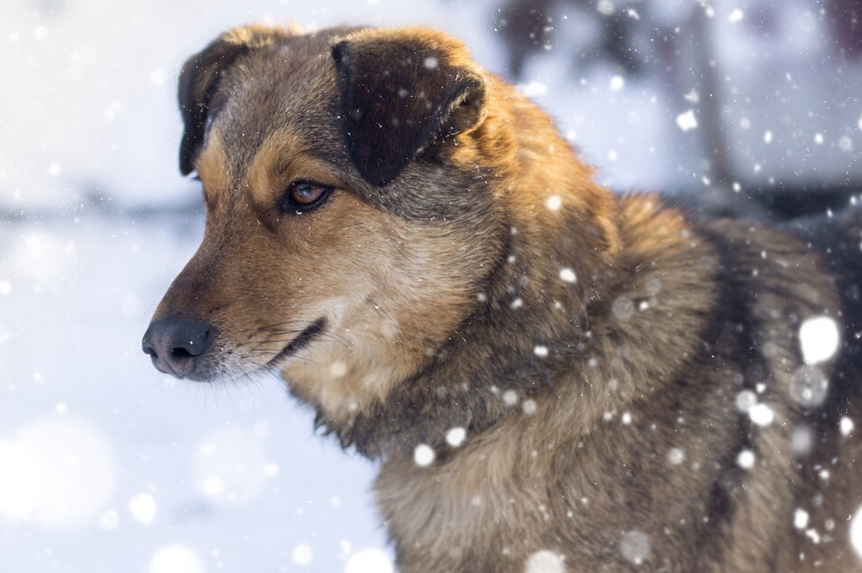 Несколько алабаев на самовыгуле держат в страхе жителей Масловки