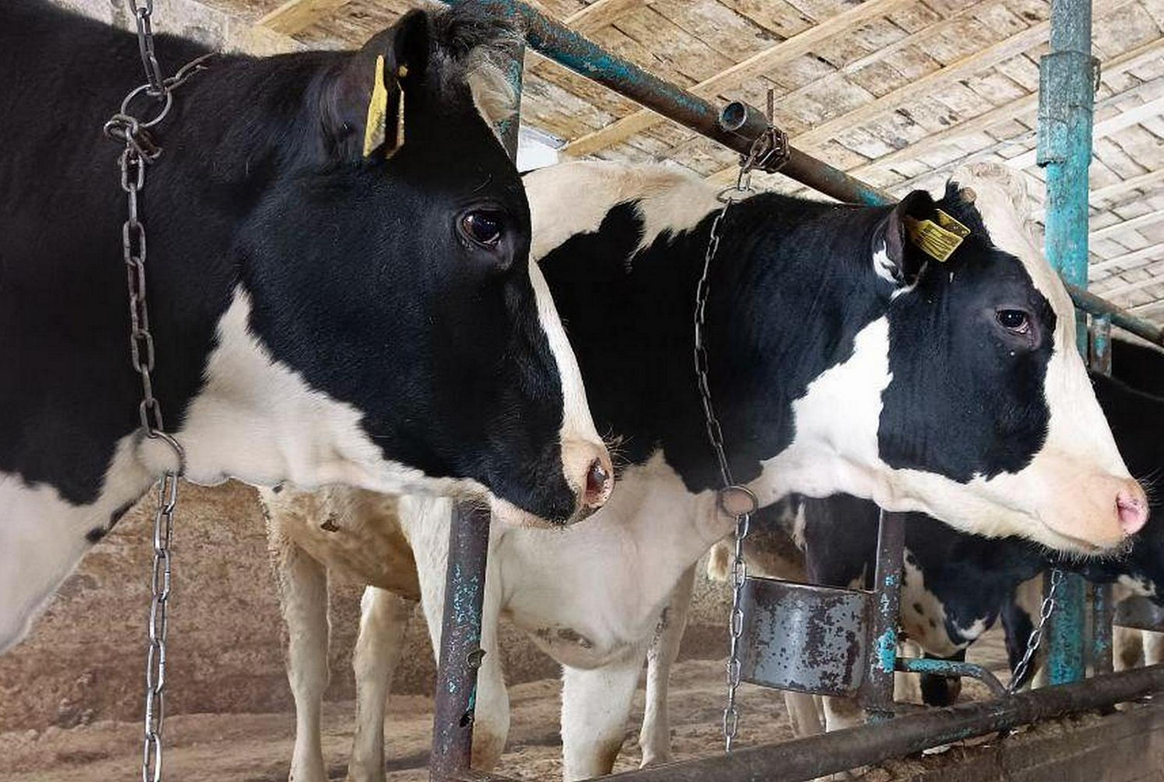 Поголовье дойного стада в округе Луховицы пополнится сотней коров