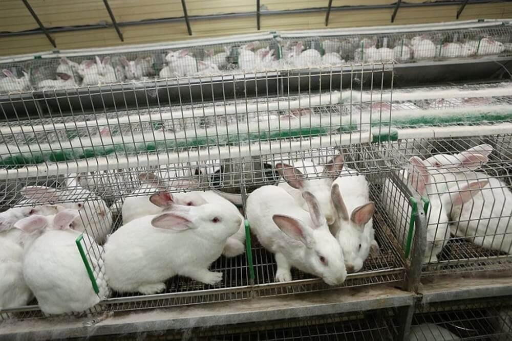 Уникальную породу кроликов вывели в Раменском