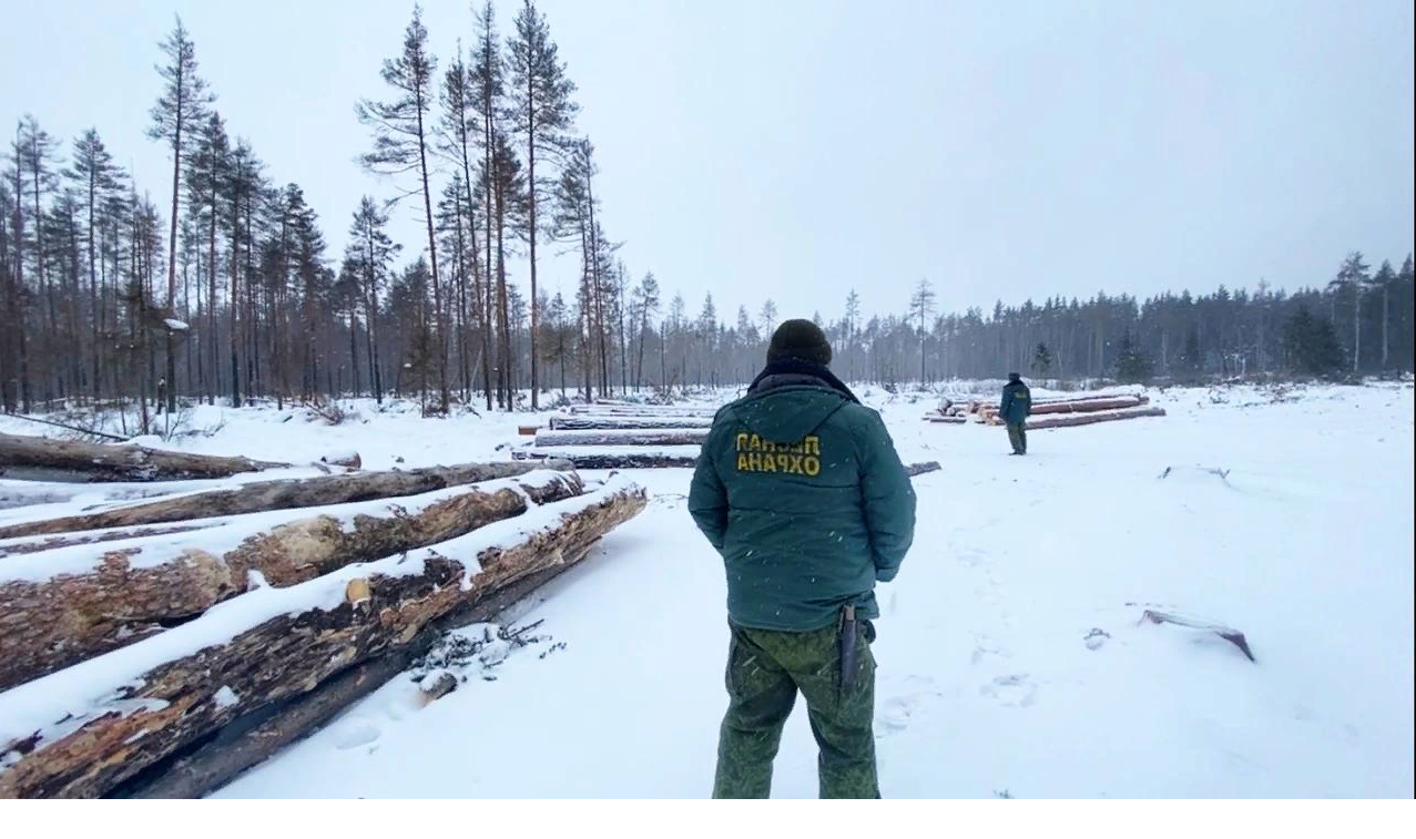 В Орехово-Зуевском лесничестве после пожаров восстанавливают лес