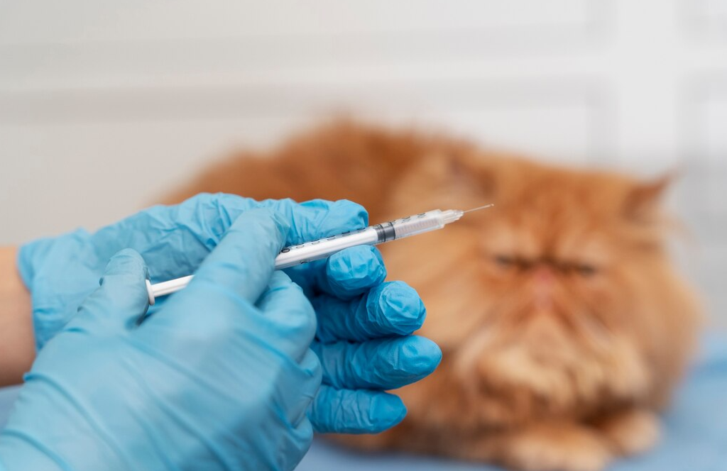 Более 20 пунктов вакцинации против бешенства животных организованы в Наро-Фоминском округе в феврале