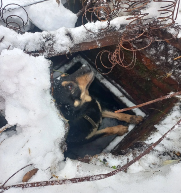 Местные жители в Икше спасли провалившуюся в погреб собаку