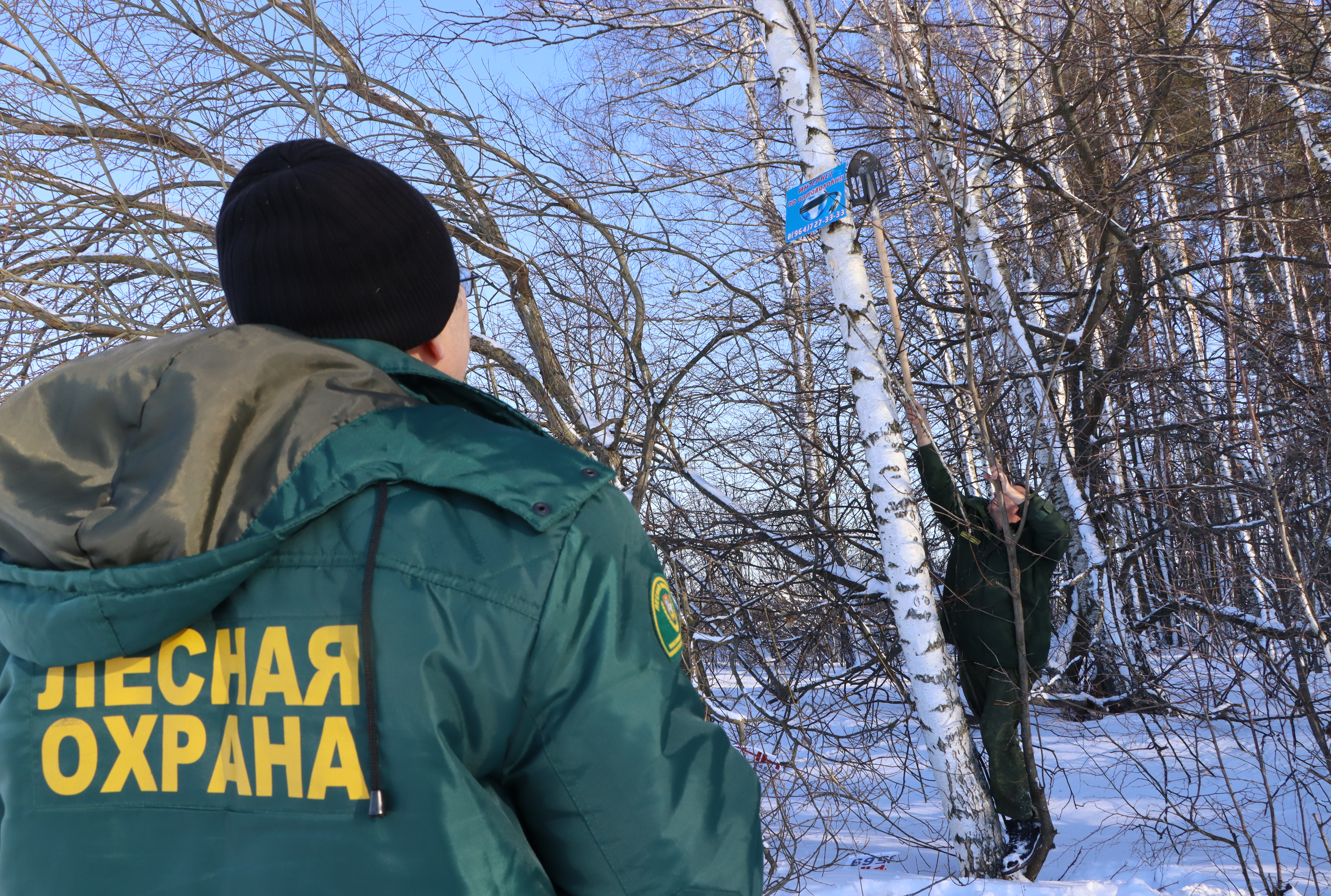 Гвоздями и саморезами: лес около Благодати очистили от рекламы