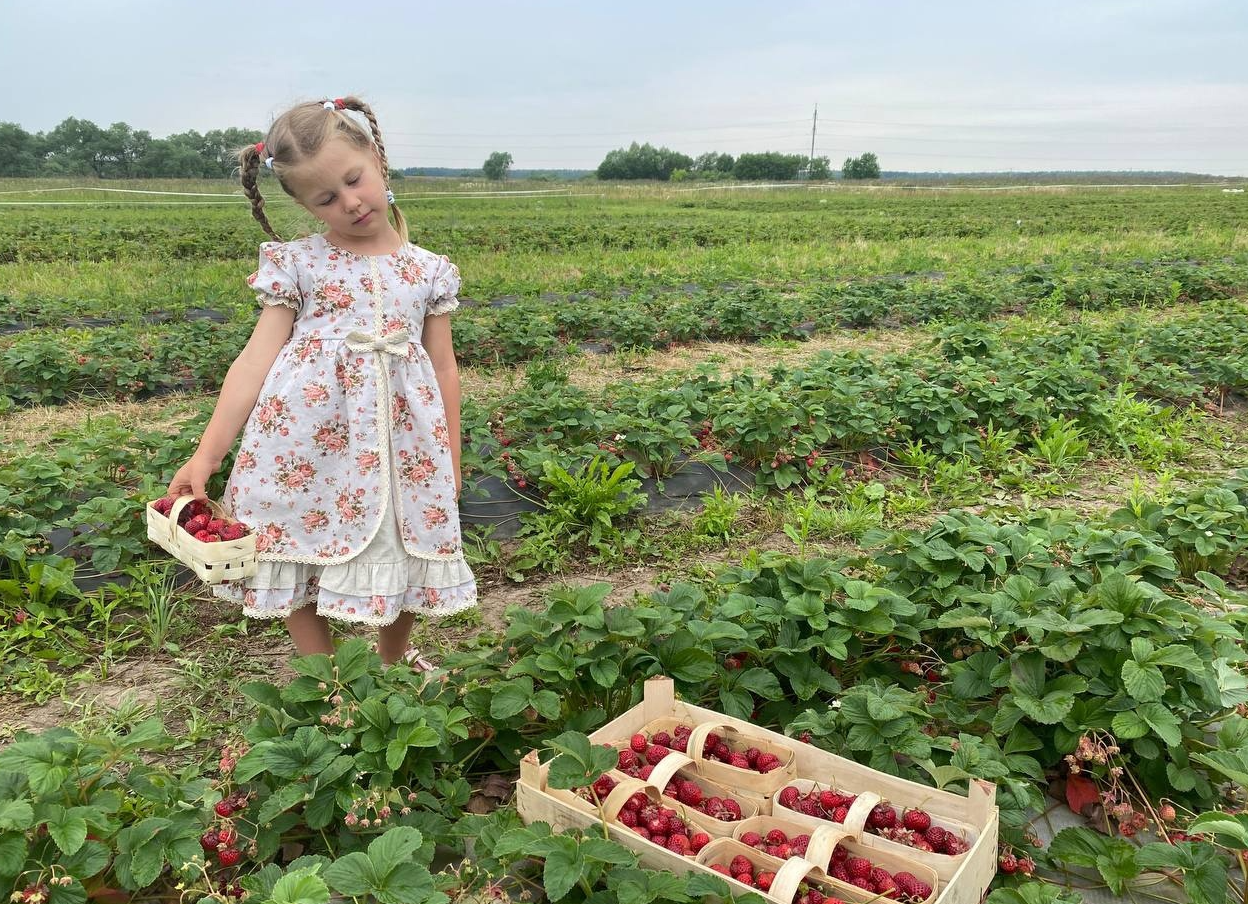 Новые сорта земляники появятся этим летом в коломенском ягодном хозяйстве