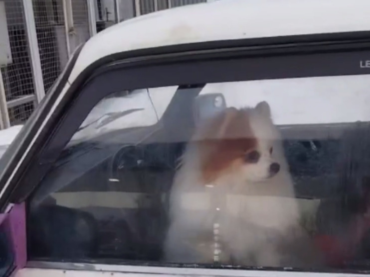 История с запертой в машине собакой в Ногинске благополучно завершена