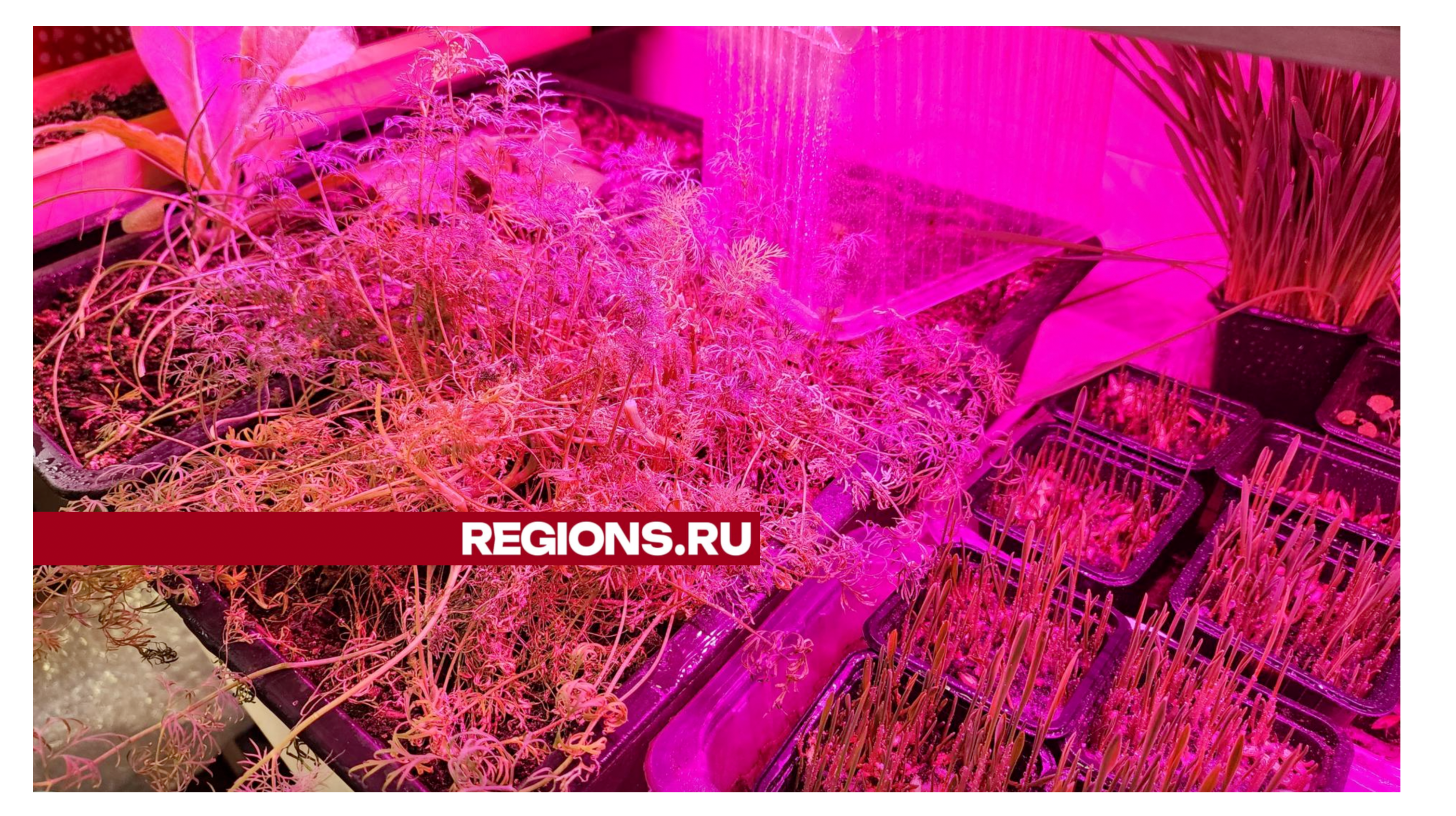 «Город-сад» готовит рассаду для весеннего озеленения Жуковского