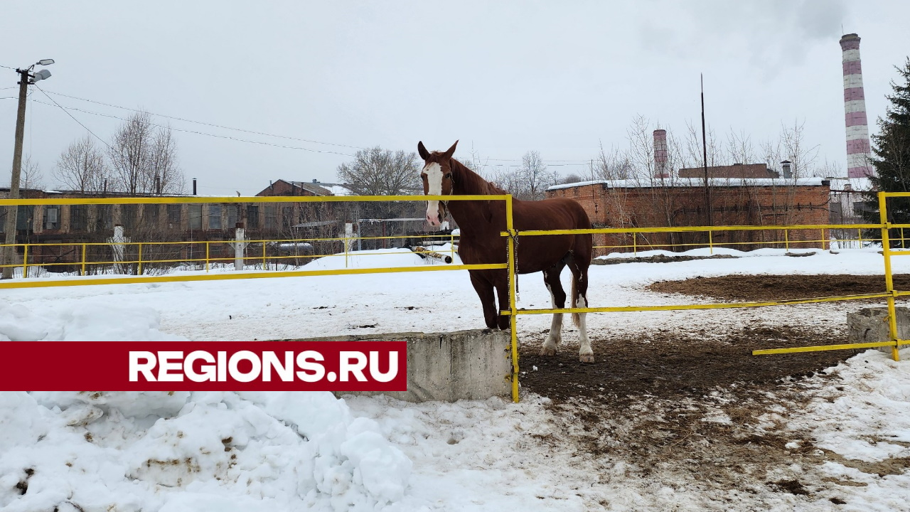 Мини-ферму с конюшней открыли на территории завода «Энергомаш» | REGIONS.RU  / Чехов