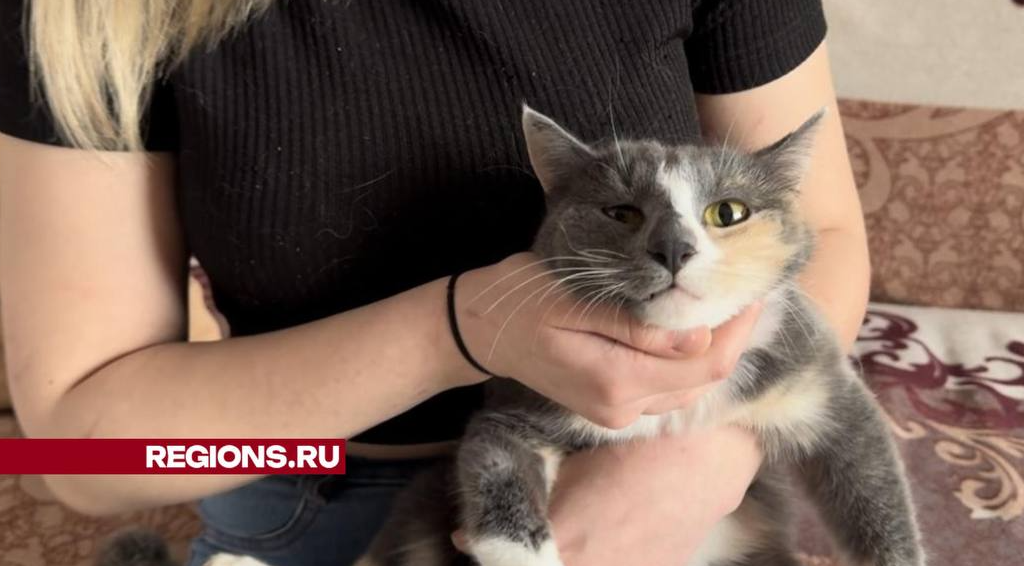 Длинноносая кошка из Шаховской ищет новый дом