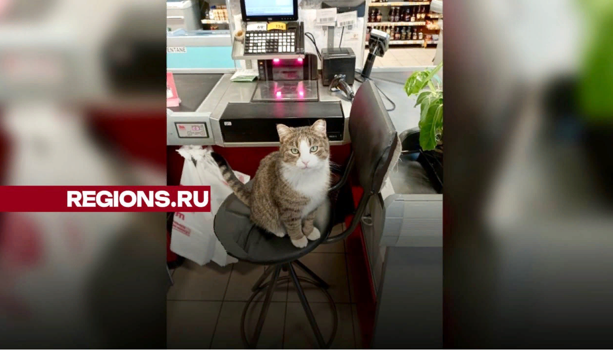 Пушистый консультант встречает покупателей у входа в магазин в Орехово-Зуеве