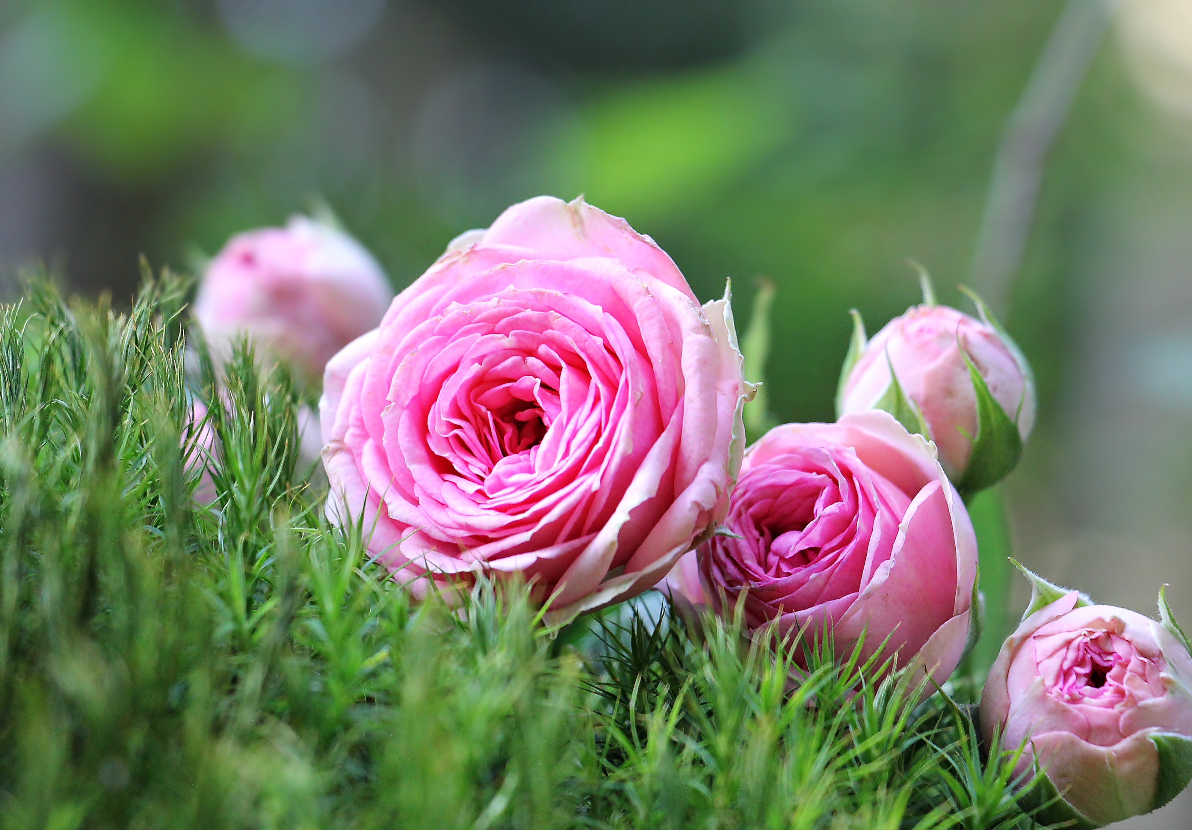 Дмитровские розы будут дарить в Подмосковье в Международный женский день