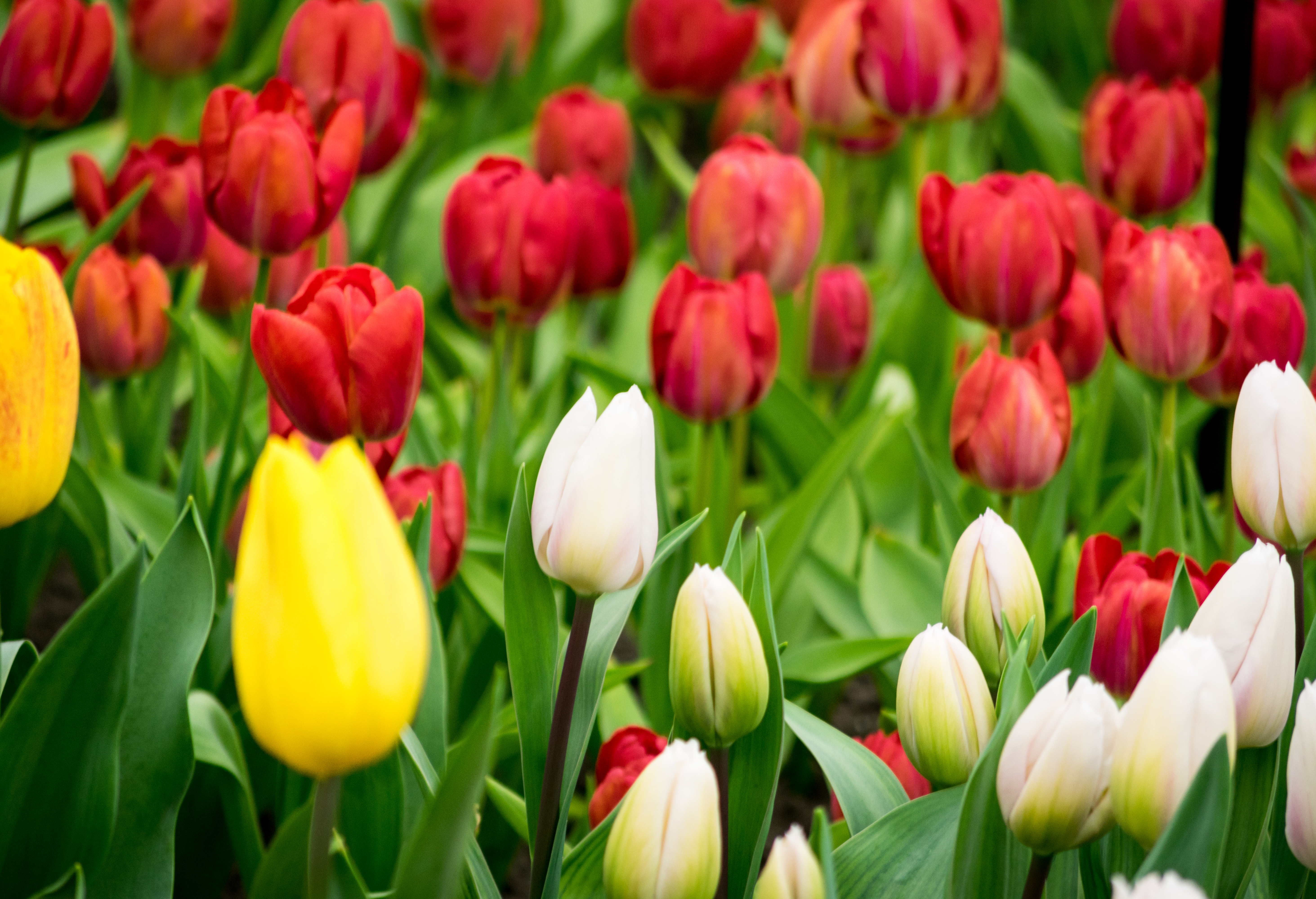 Под Егорьевском зацветут 2 тысячи тюльпанов