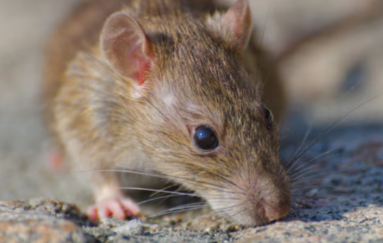 Дезинфектолог объяснил нашествие крыс в жилых домах Подмосковья