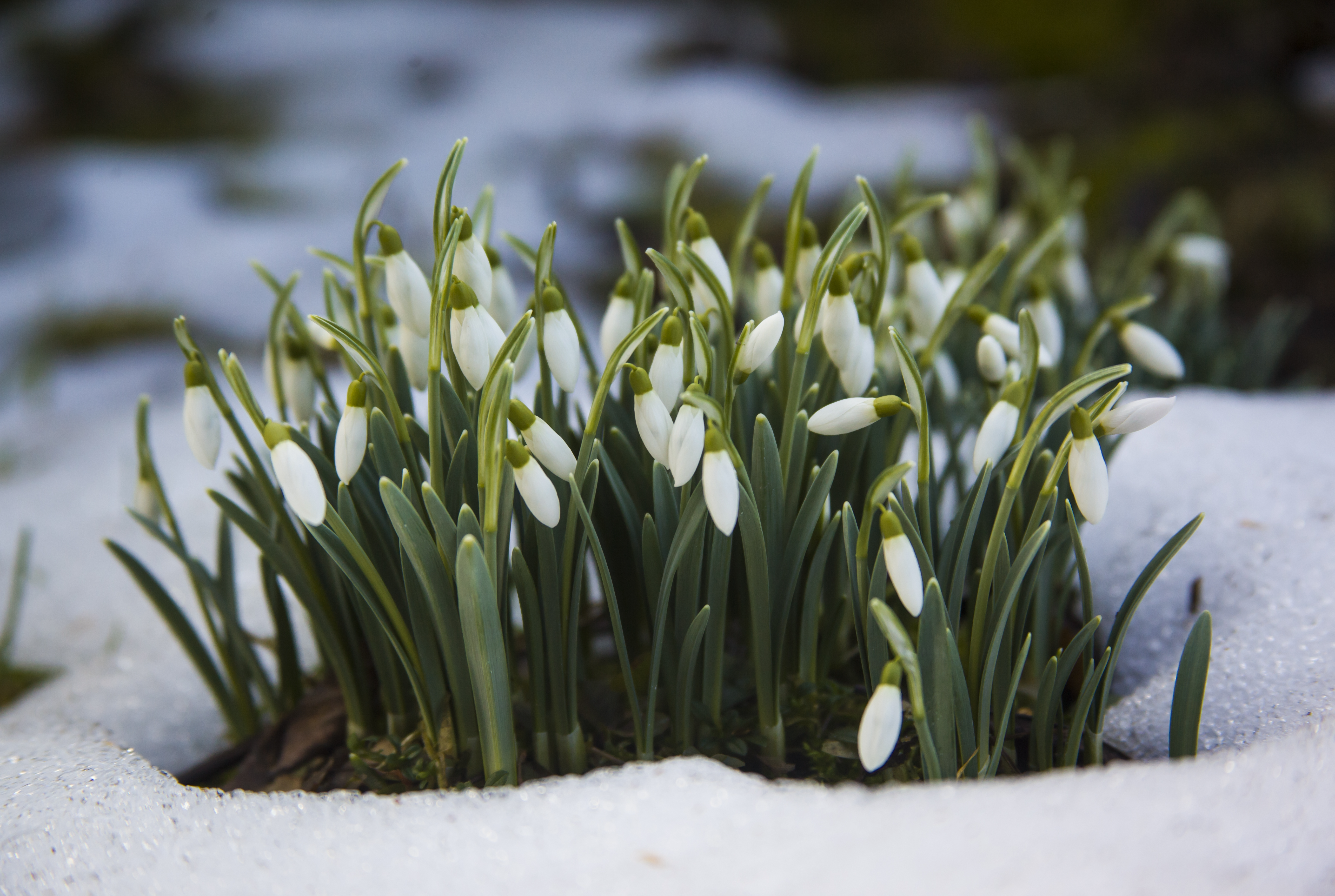 Весна проснулась: потепление ожидается в Шаховской на этой неделе