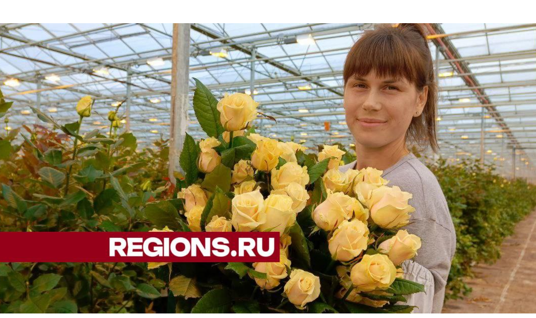 Новые сорта роз выращивают в тепличном комплексе под Дмитровом