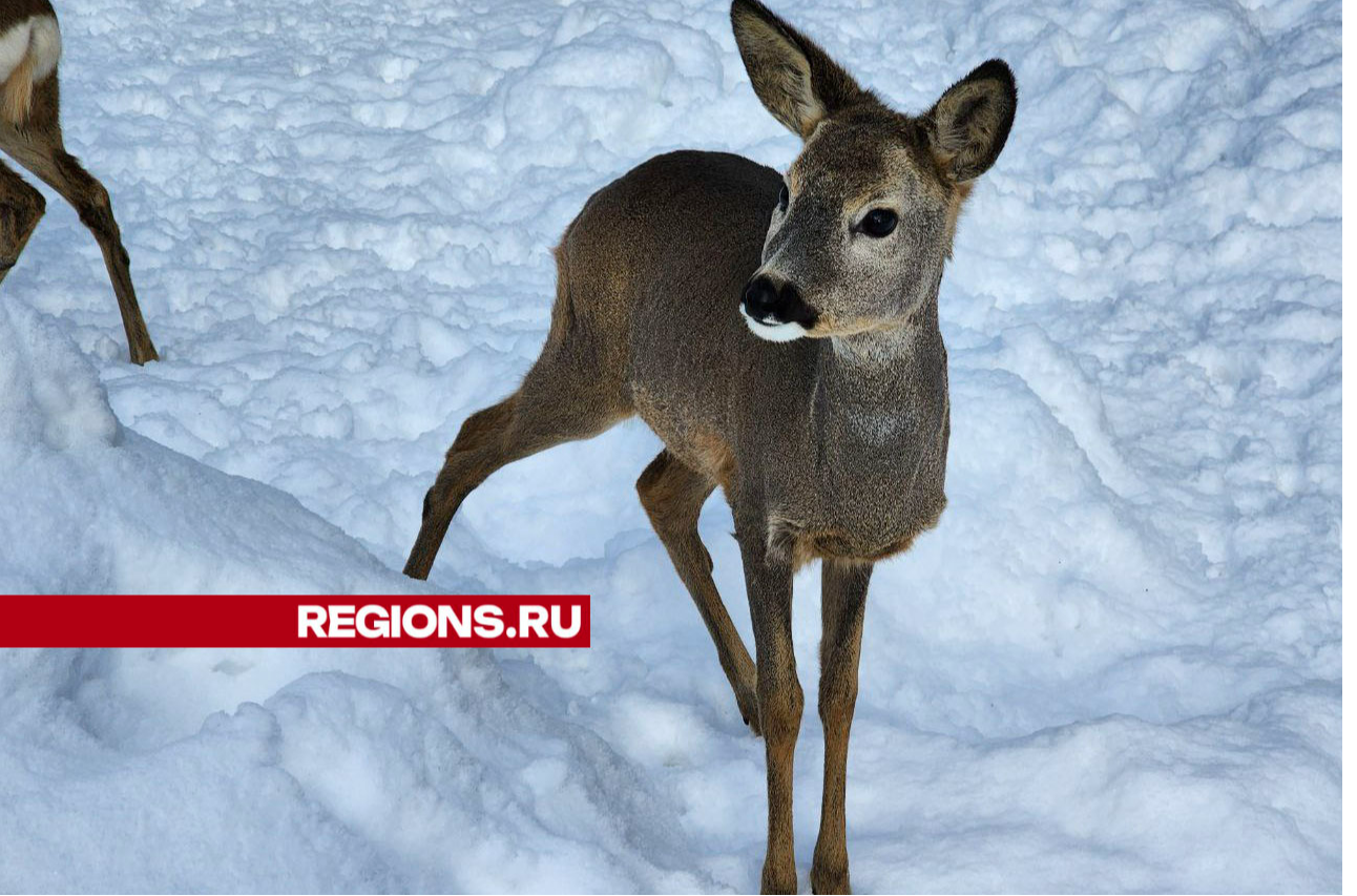 Косули, лани и олени в Можайске вышли из домиков встречать весну |  REGIONS.RU / Можайск