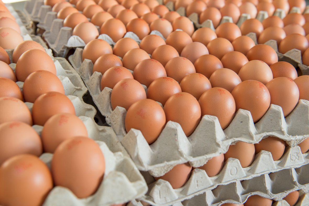 В Шаховской смогут производить 7,5 млн яиц в год