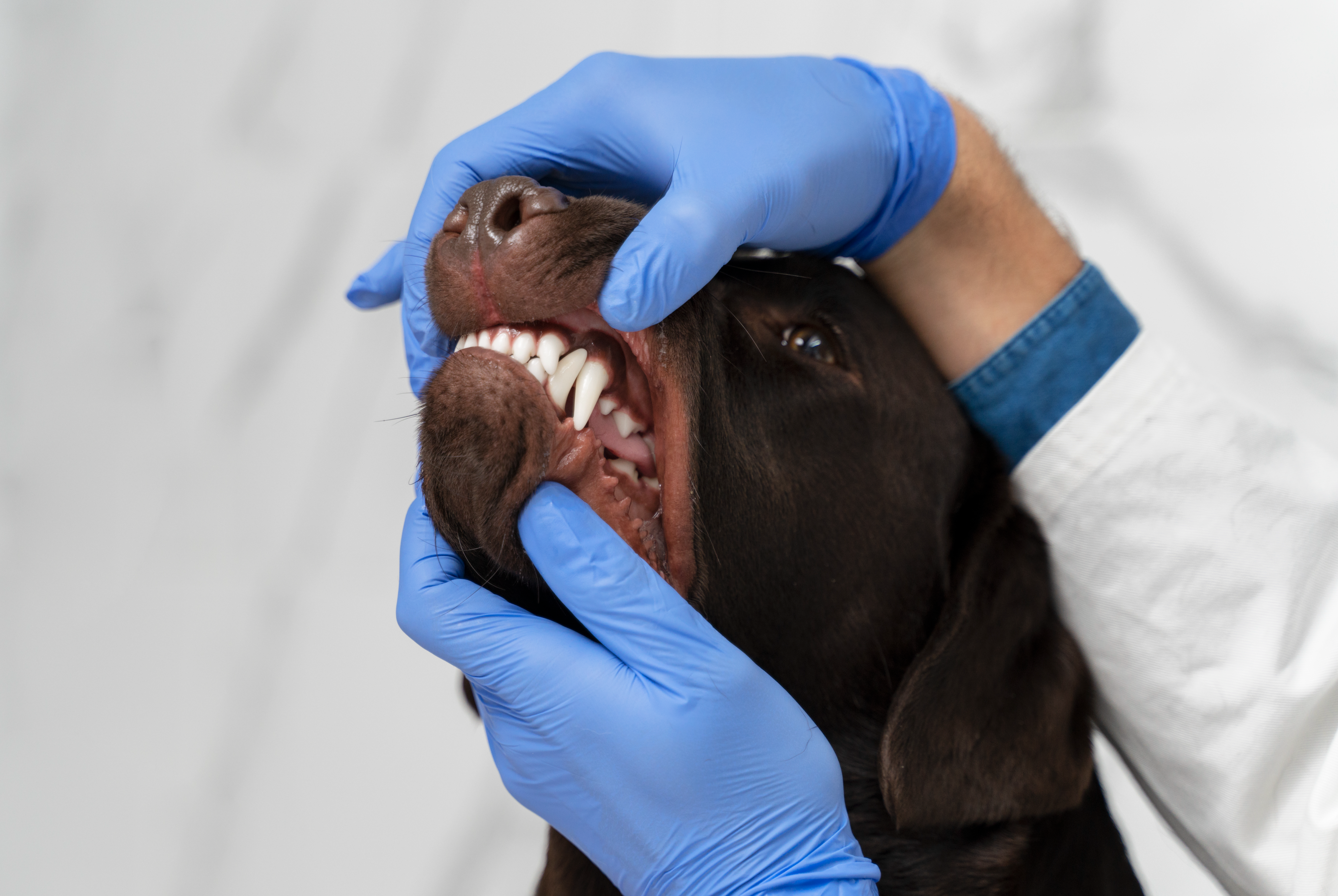 Ветеринары рассказали, почему надо чистить зубы кошкам и собакам