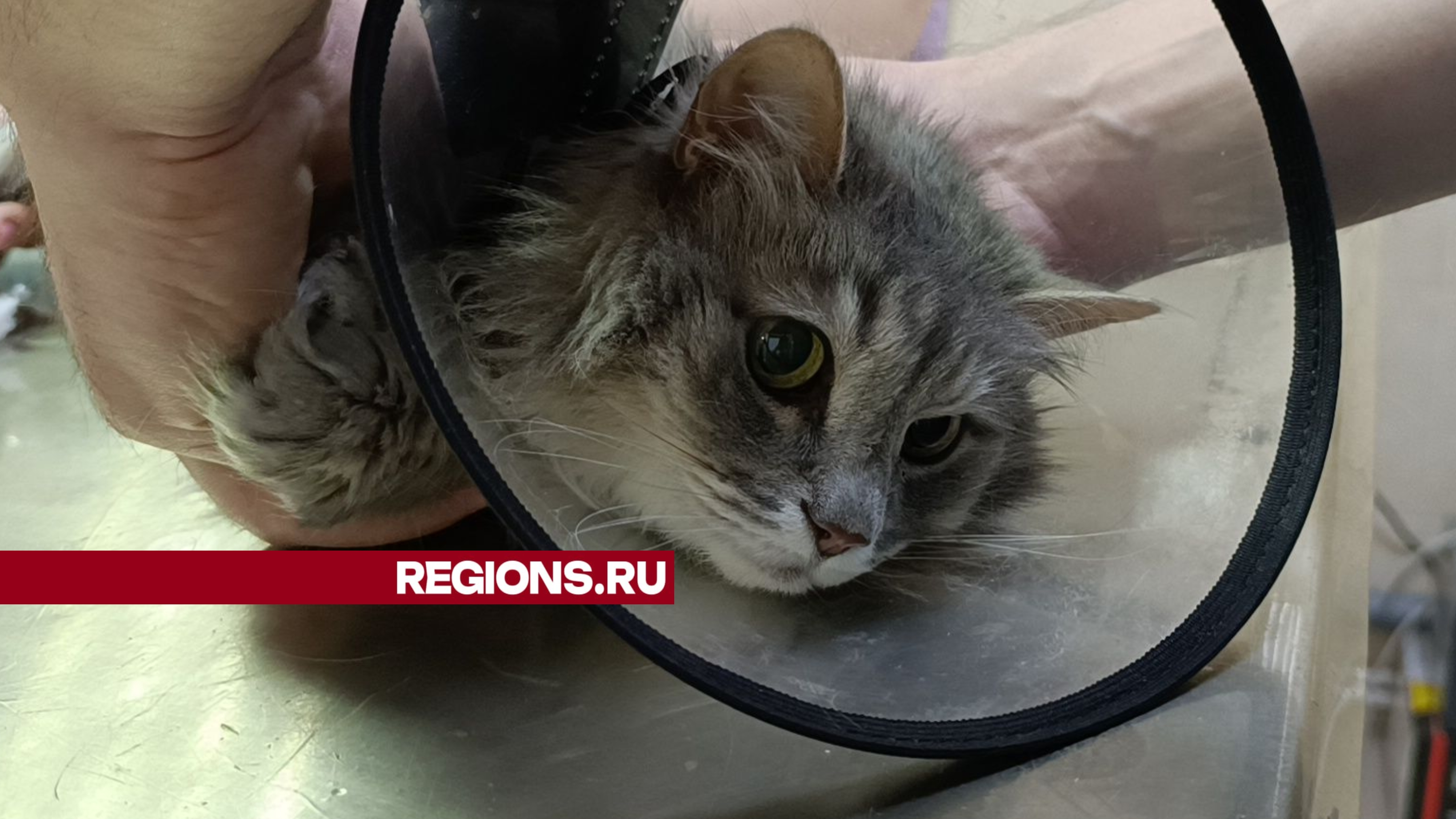 Ветеринар из Лобни рассказал, как ухаживать за пожилой кошкой