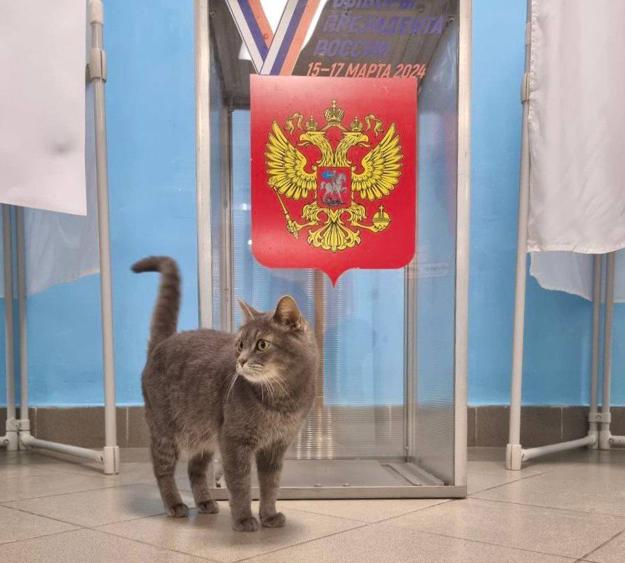 Талисман избирательного участка: кошка Машка снова «работает» на выборах