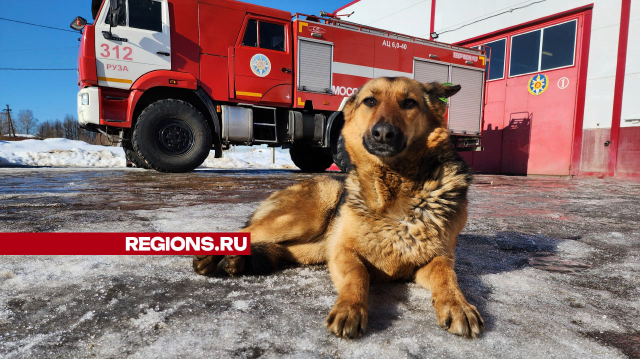 Хвостатый коллега появился в пожарной части Мособлпожспаса в Рузе |  REGIONS.RU / Руза