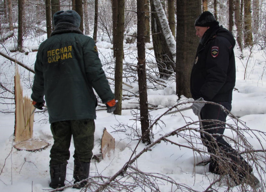 Рейды в коломенских лесах помогут выявить случаи незаконной заготовки древесины